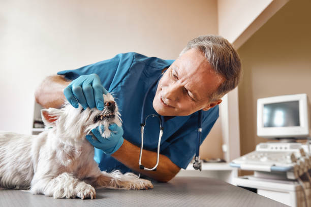 Best 24-Hour Emergency Dentist in Notre Dame, IN